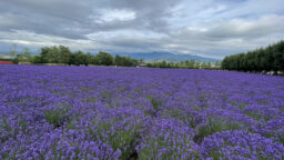 ファーム富田のラベンダー畑